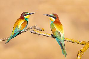 Bienenfresser, Merops apiaster