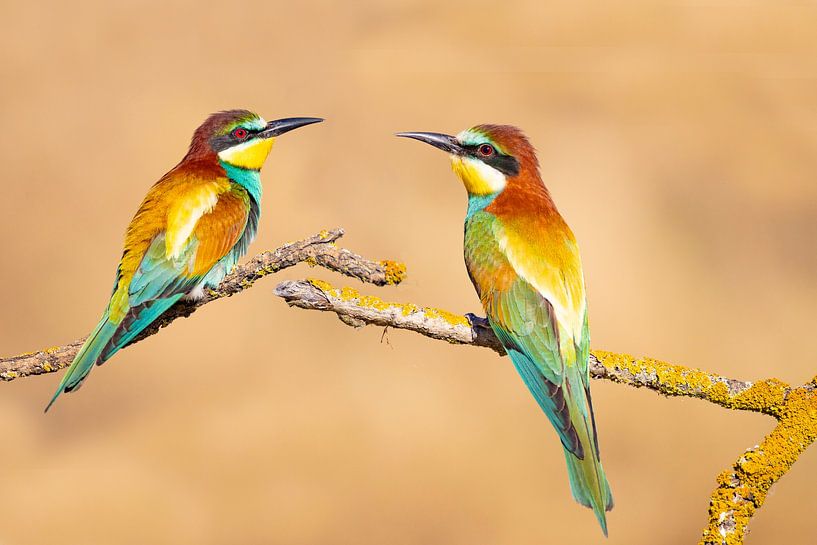 Bee-eater, Merops apiaster by Gert Hilbink