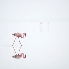 Flamingo, 1 +2 in Namibia von Ton van den Boogaard
