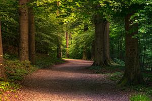 Spaziergang durch den Wald von Ronnie Westfoto