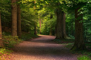 Marche dans la forêt sur Ronnie Westfoto