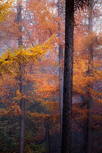 Herbstfarben von Ton Drijfhamer