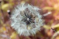 Pusteblume von Kurt Krause Miniaturansicht