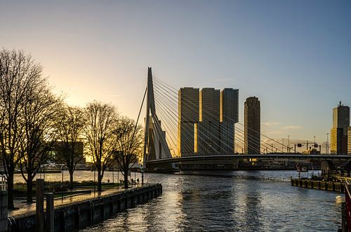 Morning walk in Rotterdam | Erasmus Bridge