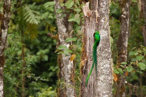 Quetzal in Costaricaans Regenwoud