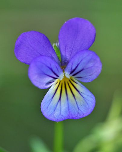 Gros plan sur une violette