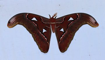 Atlasspinner von Matthias Brix