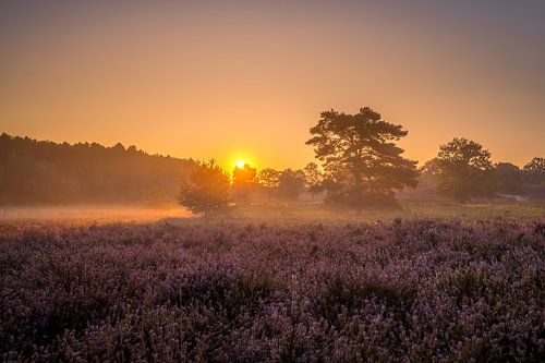 Lever de soleil à Brunssummerheide