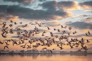 Migration des oiseaux sur natascha verbij