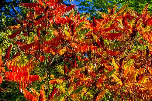 Autumn colour explosion
