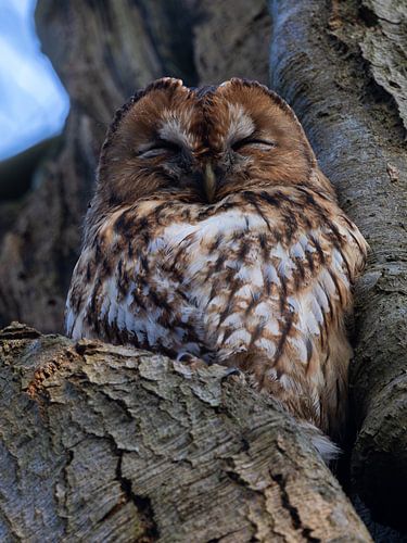 Ein schlafender Waldkauz