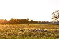 Schapen in weide