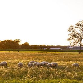 Moutons dans la prairie sur Tom van de Water