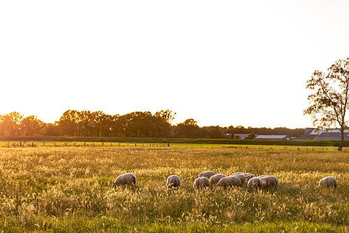 Schafe auf der Wiese