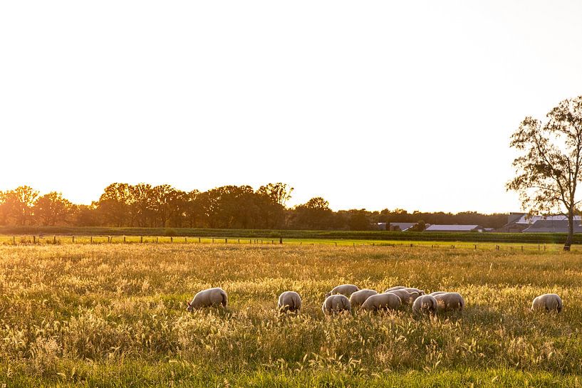 Sheep in pasture by Tom van de Water