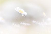 Ein Feld voller Gänseblümchen