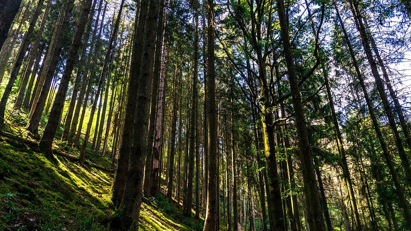 Wald in Luxemburg beim Wandern auf dem Lee Trail von Jessica Lokker