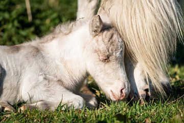 Schattig veulen van een pony (shetland) van Jeroen Mikkers