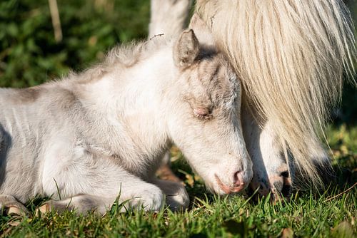 Schattig veulen van een pony (shetland)
