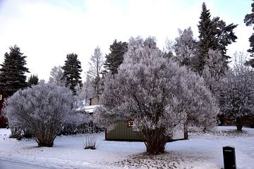 Bomen in witte tuin