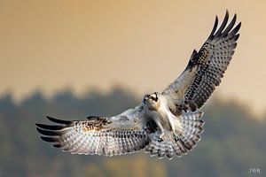 Fischadler im Flug