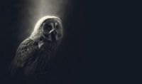 Uil van Minerva - Vogel - Uil - Nacht - Maanlicht van Designer thumbnail
