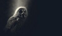 Owl of Minerva