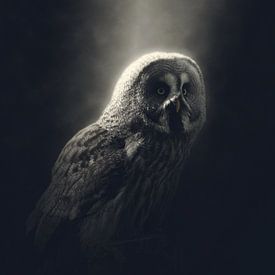 Uil van Minerva - Vogel - Uil - Nacht - Maanlicht van Designer
