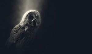 Uil van Minerva - Vogel - Uil - Nacht - Maanlicht van Designer