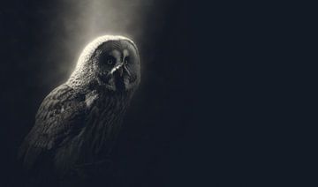 Uil van Minerva - Vogel - Uil - Nacht - Maanlicht