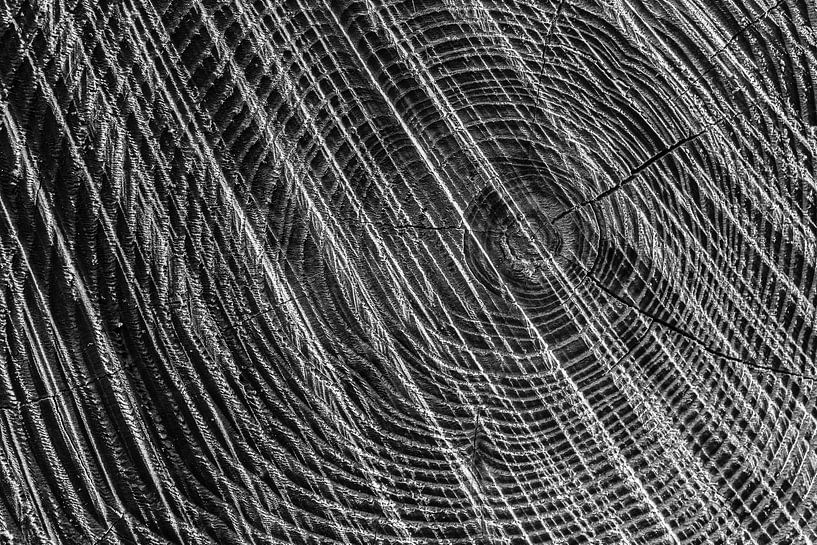 Boom zwart wit abstract, Regte Heide, Goirle. van Malou van Gorp