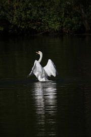 Swan lake van Luc Sijbers