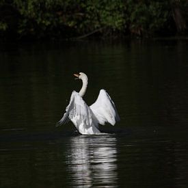 Lac des cygnes sur Luc Sijbers