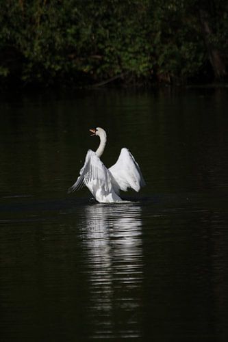 Swan lake
