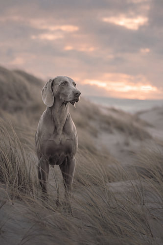 Weimaraner at Sunset – Elegante Hondenfotografie in de Duinen