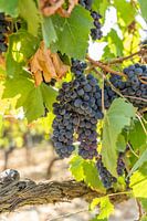Vineyard with blue grapes