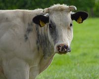 bonte koe met horens