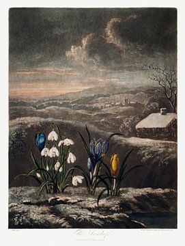 De sneeuwklokjes uit The Temple of Flora (1807) van Robert John Thornton. van Frank Zuidam