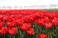 Feld voll von roten Tulpen in der Sonne von André Muller Miniaturansicht