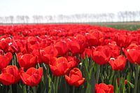 Veld vol rode tulpen in de zon  