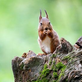 Eichhörnchen von Thijs Schouten