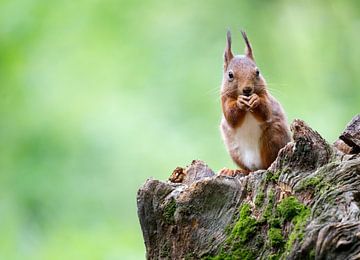 Squirrel by Thijs Schouten