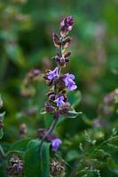 Sage