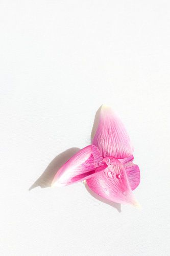 Frühlingsschmetterling von SO fotografie