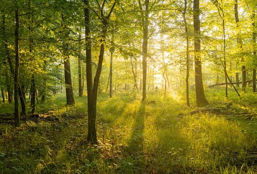 Un réveil doré dans la forêt silencieuse sur Anselm Ziegler Photography