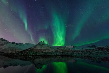 Noorderlicht of Aurora Borealis over de Lofoten eilanden in Noord-Noorwegen van Sjoerd van der Wal Fotografie