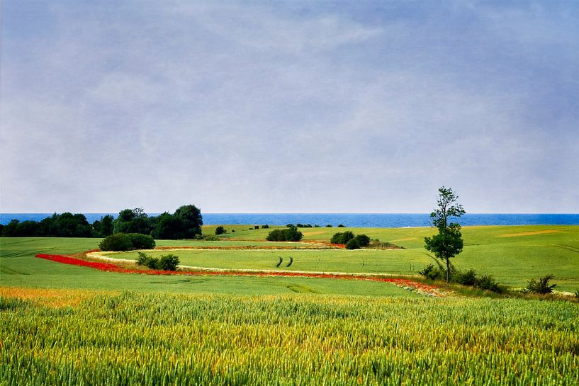 Summer at the Baltic Sea by Dieter König