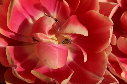 Close-up van een tulp