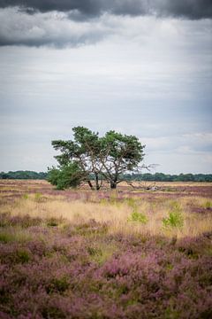 Eenzame boom van Fotografie Marco Houben