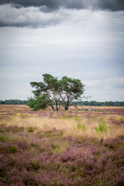 Einsamer Baum von Fotografie Marco Houben